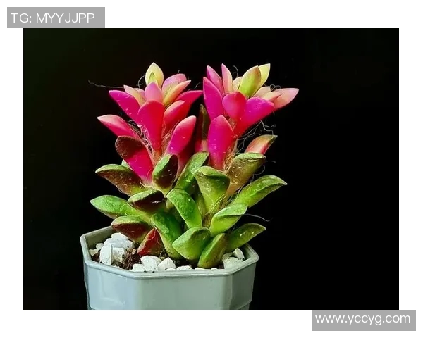 花卉种植技巧与方法探索打造美丽花园的全面指南