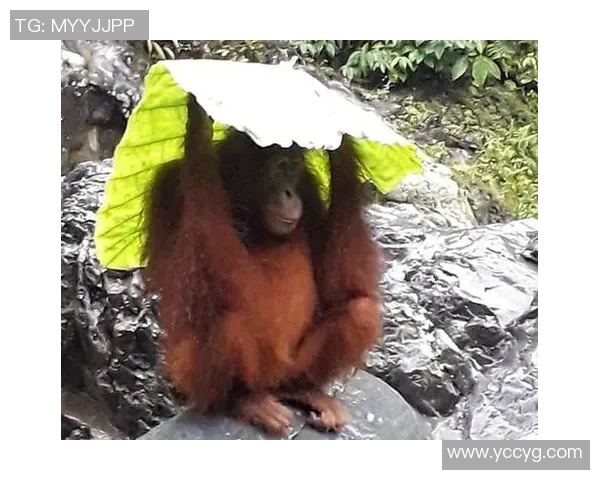 印尼足球界的凶狠明星是谁他在场上的表现让人惊叹 印尼足球界的凶狠明星是谁他在场上的表现让人惊叹